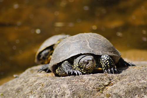 sea life two turtles on rocks reptile